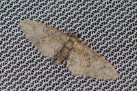 Eupithecia abbreviata