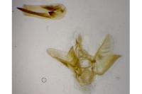 Eupithecia abbreviata