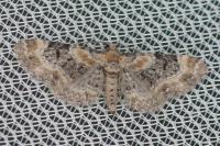 Eupithecia pulchellata