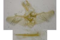 Eupithecia pulchellata