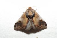 Notodonta ziczac