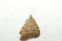 Pyrausta despicata