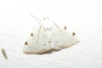 Lomographa bimaculata