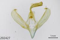 Amphipyra pyramidea