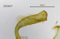 Amphipyra pyramidea