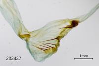 Amphipyra pyramidea