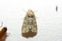 Oligia