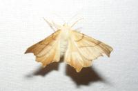 Ennomos erosaria