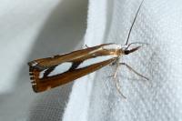 Catoptria speculalis