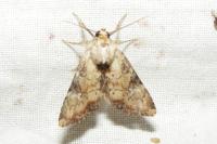 Apamea scolopacina