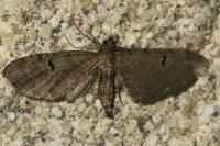 Eupithecia assimilata