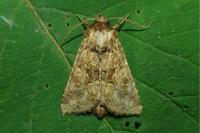 Conisania luteago olbiena