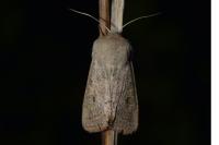 Orthosia gracilis