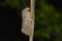 Orthosia gracilis