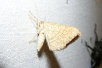 Euchoeca nebulata