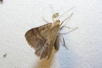 Isturgia murinaria