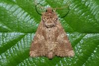 Conisania luteago olbiena
