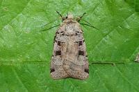Xestia triangulum