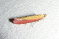 Oncocera semirubella