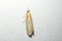 Oncocera semirubella