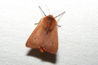 Phragmatobia fuliginosa