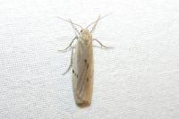 Pelosia muscerda