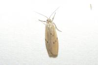 Pelosia muscerda
