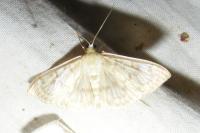 Patania ruralis
