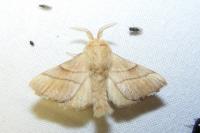 Malacosoma neustria