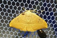 Watsonalla binaria