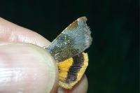 Noctua janthe