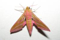 Deilephila elpenor
