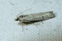 Phycitodes gallicella