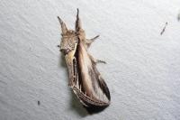 Pheosia tremula