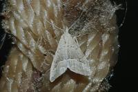 Schrankia taenialis