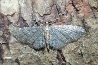 Eupithecia haworthiata