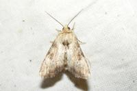 Apamea scolopacina