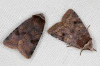 Cerastis faceta