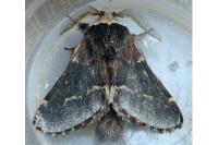 Poecilocampa populi populi