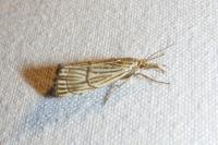 Chrysocrambus linetella