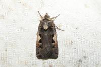 Xestia c-nigrum