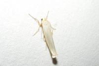 Eilema caniola