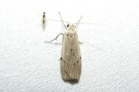 Pelosia muscerda
