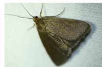 Evergestis aenealis