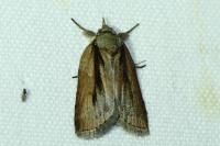 Nycteola revayana