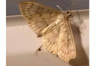 Patania ruralis