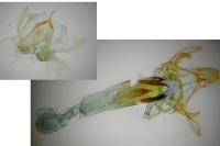 Pempelia palumbella