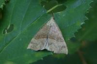 Hypena proboscidalis