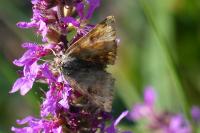 Euclidia glyphica