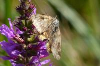 Euclidia glyphica
